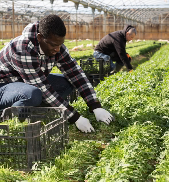 Greenhouse Worker